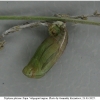 tr phryne pupa1 volg